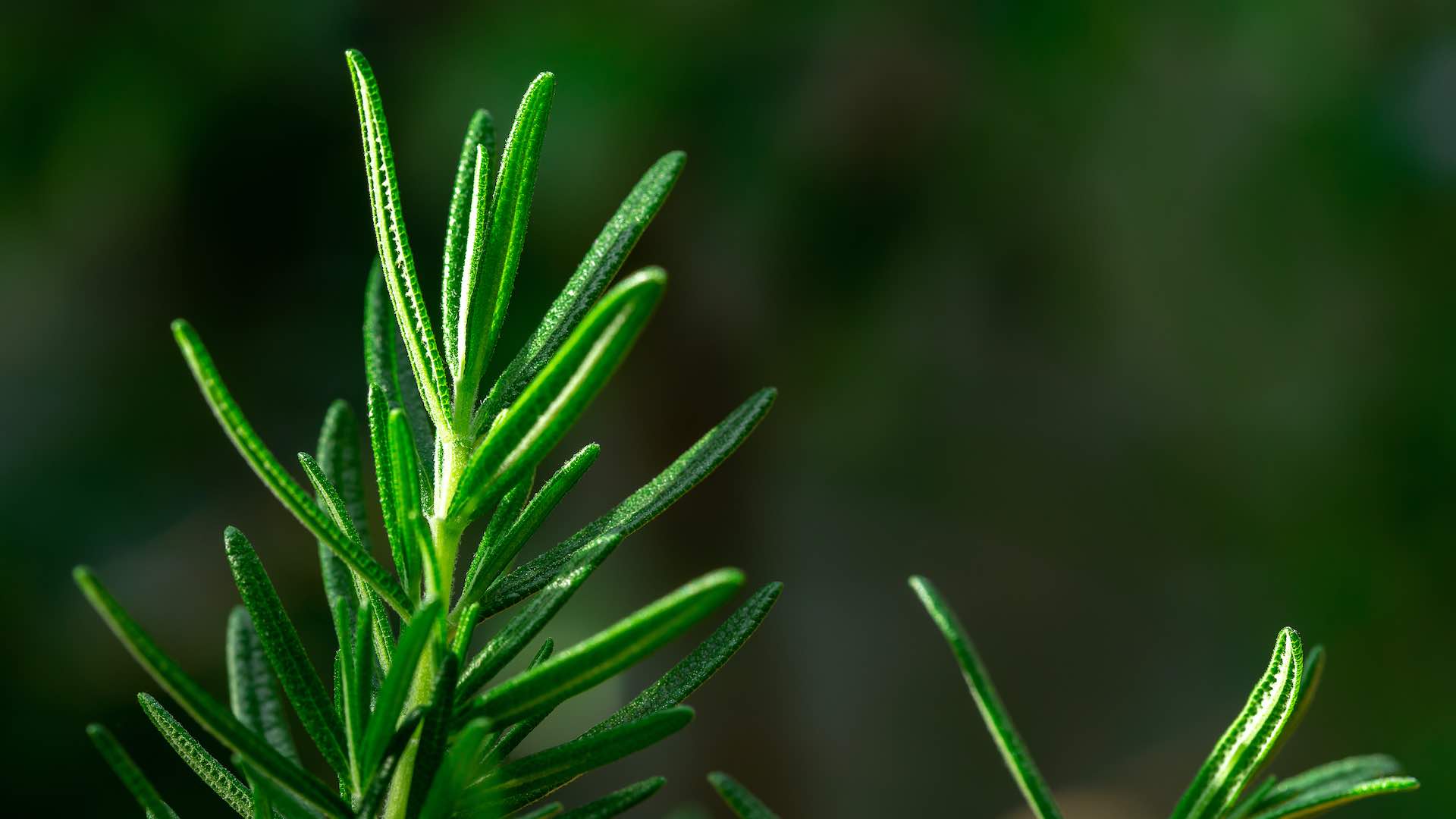 Discover the healing potential of rosemary against inflammation